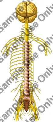 brain_spinal_cord_and_peripheral_nerves.jpg